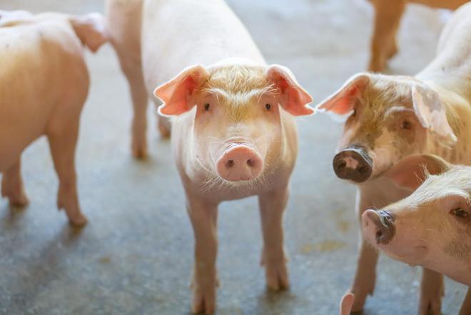 猪肉比西红柿便宜！3家上市猪企预计2025年亏损，专家：高成本企业卖一头猪最多亏360元(1)