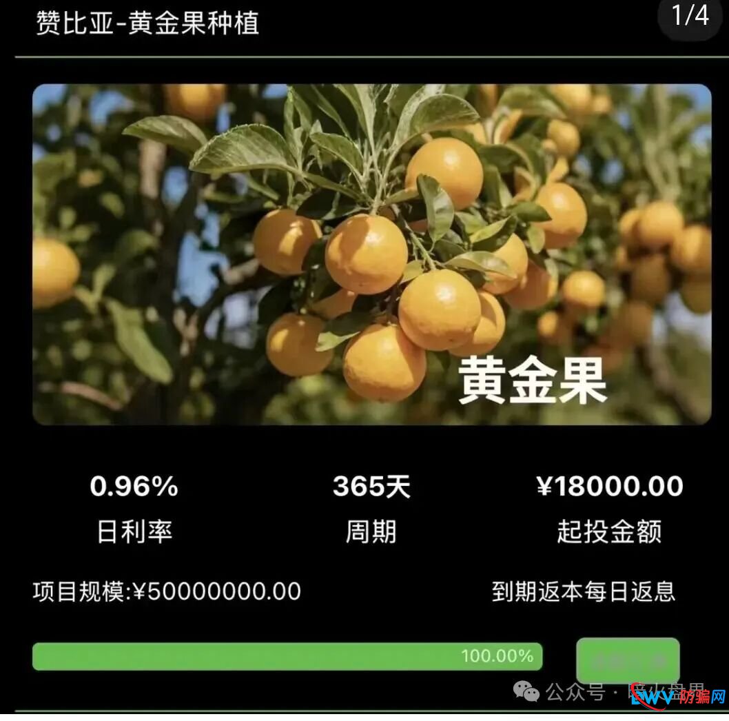 “华洋绿投”海外种果树资金盘骗局，专坑想赚快钱的普通人，随时崩盘跑路！(4)